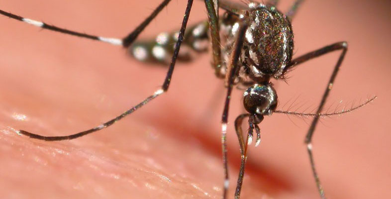 Mosquito Control West Palm Beach Florida offering a completely green approach to mosquito,